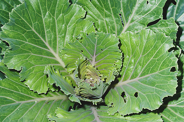 포토 JPG 해외이미지 백그라운드 잎 자연 사람없음 초록색 계획 질감 해외포토 식물 컬러 컨셉 생태계 파일형식 이미지허브