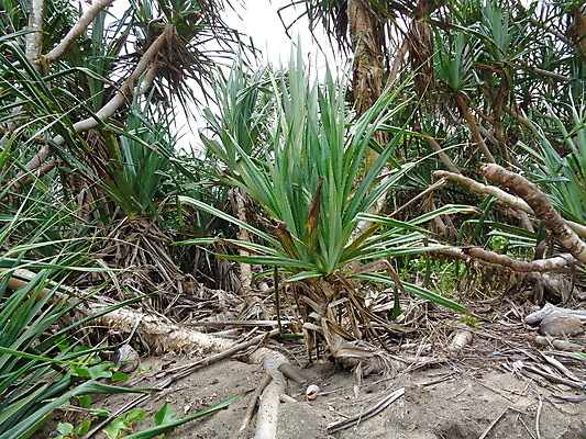 포토 JPG 해외이미지 나무 식물 야생동물 바다 백그라운드 잎 과일 자연 하늘 추상 건강 풍경 사람없음 야외 목재 장식 빨간색 초록색 여름 환경 성장 흰색 나사 신선 소나무 허브 유기농 질감 뿌리 내추럴 숙성 해외포토 동물 웰빙 계절 컬러 무늬 재료 공구 생태계 파일형식 이미지허브