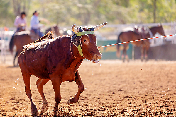 포토 JPG 해외이미지 동물 문화 밧줄 스포츠 포즈 모션 자연 사람없음 달리기 가축 경쟁 경기장 공연 운전 시골 승마 카우보이 호주 승차 익스트림스포츠 속도 황소 쇼 먼지 로데오 송아지 라이더 서쪽 토너먼트 해외포토 줄 새끼 컨셉 스포츠시설 이벤트 소 오세아니아 방향 생태계 파일형식 이미지허브