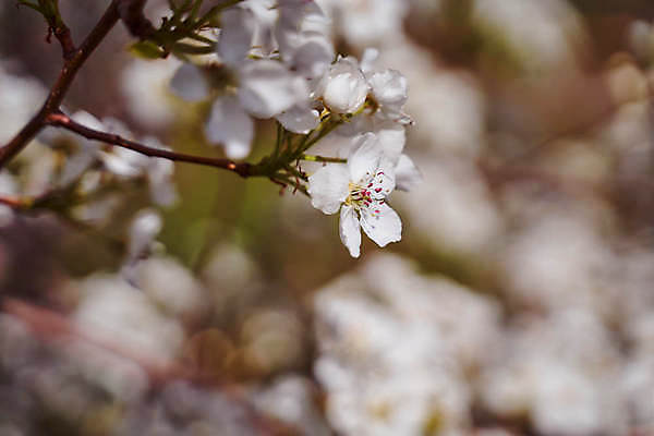 포토 JPG 해외이미지 꽃 꽃무늬 자연 사람없음 가로 벚꽃 흰색 나뭇가지 사과 고립 해외포토 나무 식물 컬러 무늬 과일 생태계 파일형식 이미지허브