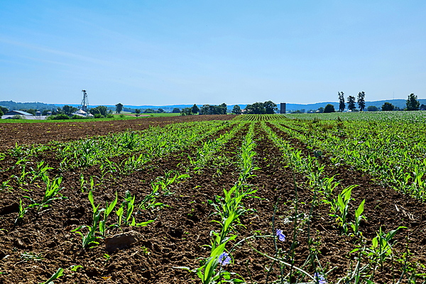포토 JPG 해외이미지 식물 구름 음식 잎 밭 농업 채소 자연 하늘 콩 안테나 풍경 사람없음 초록색 여름 농작물 햇빛 태양 농장 농경지 수확 성장 시골 신선 낟알 땅 유기농 내추럴 대두 드론 밭일 줄서기 세련 해외포토 자연요소 웰빙 계절 산업 컬러 통신 모션 곡류 생태계 파일형식 이미지허브