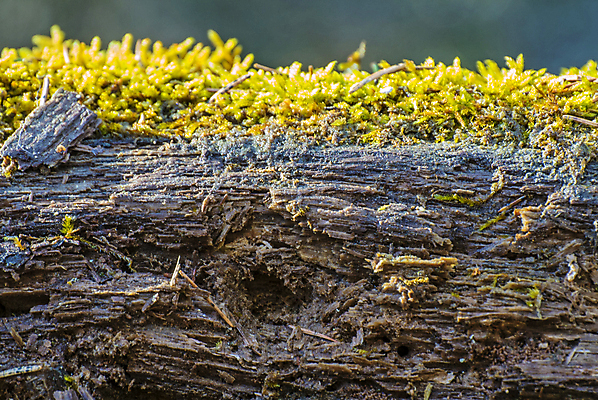 포토 JPG 해외이미지 식물 디자인 벽 백그라운드 패턴 자연 표면 날씨 주택 이끼 사람없음 건물 목재 세로 초록색 갈색 줄무늬 수확 골동품 소나무 판넬 거친 널 낟알 목수 질감 복고 내추럴 그런지 수목 옛날 줄서기 해외포토 나무 직업 건축물 컬러 무늬 농업 재료 모션 생태계 파일형식 이미지허브