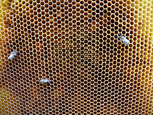 포토 JPG 해외이미지 동물 음식 곤충 백그라운드 패턴 오렌지 자연 세포 건강 사람없음 야외 약 농장 노란색 시골 신선 머리빗 황금 달콤 맛 꿀벌 배열 묘사 질감 꽃가루 육각형 꿀 벌집 내추럴 고립 밀랍 양봉 양봉장 왁스 폴리곤 해외포토 도형 컬러 컨셉 무늬 농업 과일 의학 미용용품 벌_곤충 가루 생태계 파일형식 이미지허브