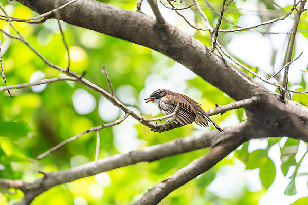 포토 JPG 해외이미지 나무 식물 동물 공원 야생동물 태국 자연 조류 앉기 사람없음 야외 초록색 컬러풀 정원 검은색 흰색 나뭇가지 관찰 황무지 작음 깃털 사냥 공포 말레이시아 동물상 해외포토 공공시설 아시아 컬러 모션 조형물 크기 생태계 파일형식 이미지허브