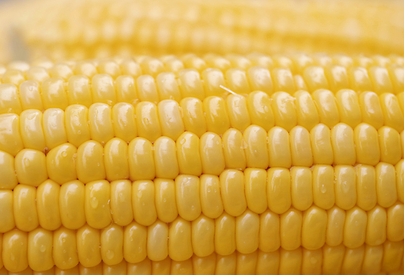 포토 JPG 해외이미지 식물 음식 백그라운드 잎 농업 다이어트 채소 재료 자연 추상 건강 옥수수 사람없음 농작물 농장 노란색 쌓기 식사 수확 신선 그룹 달콤 낟알 시리얼 묘사 유기농 질감 알맹이 날것 흙더미 내추럴 바이오 숙성 줄서기 채식주의자 해외포토 웰빙 산업 컬러 무늬 모션 곡류 흙 맛 생태계 채식 파일형식 더미 이미지허브