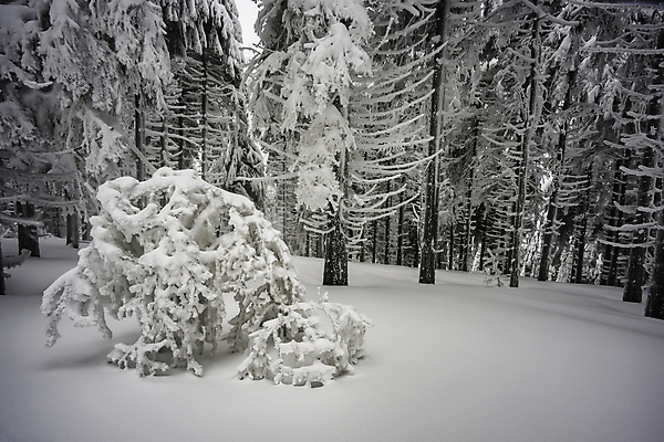 포토 JPG 해외이미지 나무 계절 공원 백그라운드 겨울 자연 날씨 풍경 사람없음 야외 목재 환경 냉동 얼음 추위 안개 흰색 나뭇가지 신선 숲 시원함 서리 장면 내추럴 뿌연 삼림지대 폭설 눈내림 가문비나무 해외포토 자연요소 식물 공공시설 컬러 재료 눈_날씨 자연재해 생태계 파일형식 이미지허브