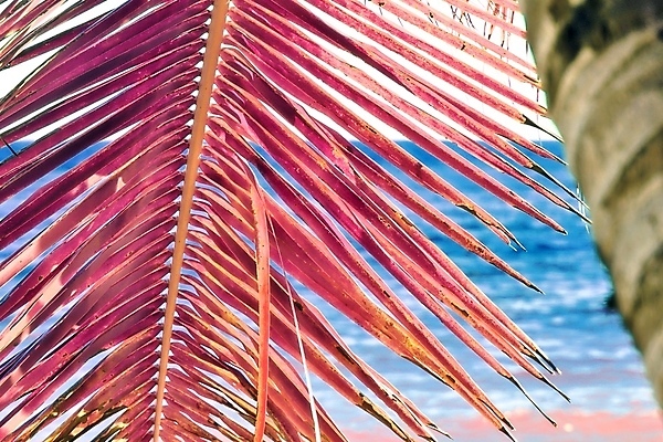 포토 JPG 해외이미지 분홍색 사람없음 야외 야자수 세이셸 야자수잎 해외포토 나무 컬러 잎 아프리카 파일형식 이미지허브