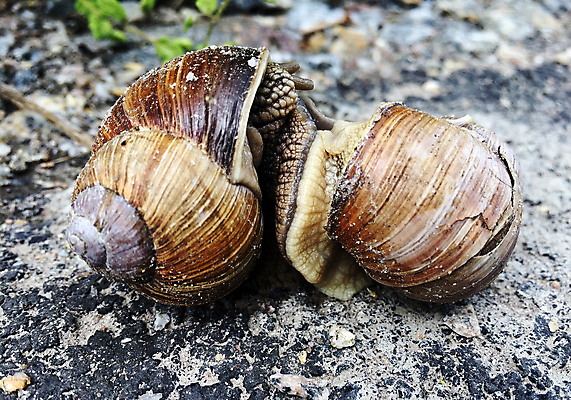 포토 JPG 해외이미지 동물 음식 이동 채소 자연 조개 생물 연체동물 주택 안테나 나선형 사람없음 농장 정원 저녁식사 힘 샐러드 젖음 껍질 미끄러짐 속도 시작 덮기 젤리 촉수 느림 내추럴 재촉 기어가기 민달팽이 앵무조개 혼자 끈적임 해외포토 컨셉 무늬 농업 통신 모션 어패류 디저트 무척추동물 건물 식사 생태계 파일형식 달팽이_동물 이미지허브