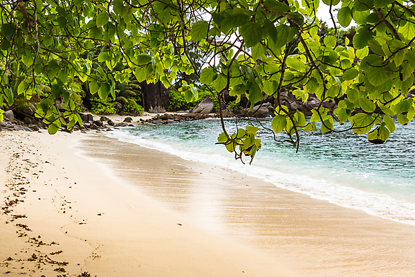 포토 JPG 해외이미지 나무 구름 모래 파도 바다 섬 여행 자연 하늘 휴가 휴식 손바닥 풍경 사람없음 물 여름 파란색 맑음 휴양지 세이셸 석호 터키석 파라다이스 해외포토 자연요소 식물 손 계절 컬러 컨셉 아프리카 날씨 장소 보석 생태계 파일형식 이미지허브