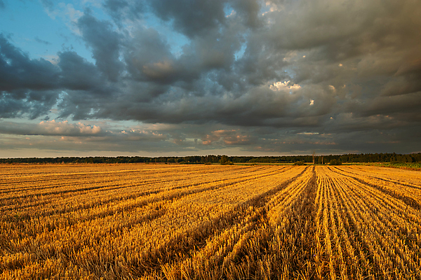 포토 JPG 해외이미지 구름 계절 길 백그라운드 밭 농업 자연 하늘 날씨 풍경 사람없음 야외 가로 여름 파란색 빛 농작물 햇빛 농장 노란색 환경 어둠 고요 황혼 수확 시골 저녁 땅 밀 폭풍 내추럴 밭일 수평선 해외포토 자연요소 산업 컬러 곡류 태양 일몰 야간 생태계 파일형식 이미지허브
