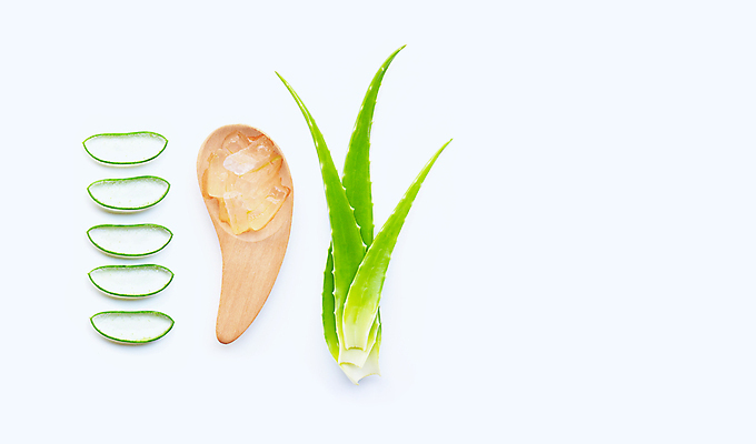 포토 JPG 해외이미지 스튜디오촬영 단면 실내 사람없음 흰배경 알로에 해외포토 식물 백그라운드 내부 흰색 파일형식 이미지허브