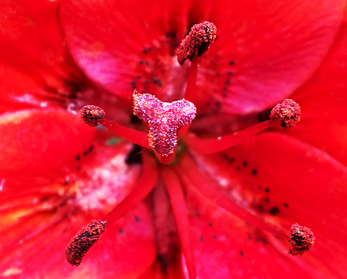 포토 JPG 해외이미지 식물 계절 공원 꽃잎 꽃 꽃다발 결혼 잎 꽃무늬 자연 실내 발렌타인데이 선물 풍경 사람없음 장식 초록색 여름 정원 봄 성장 벚꽃 개화 정상 다발 질감 향기 냄새 아로마 악취 내추럴 구성 해외포토 공공시설 컬러 무늬 데이이벤트 이벤트 내부 생태계 파일형식 이미지허브