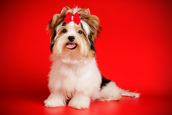 포토 JPG 해외이미지 나무 동물 1 행복 새끼 백그라운드 크리스마스 공 휴가 새로움 털 사람없음 장식 빨간색 반려동물 산타클로스 귀여움 검은색 거울 흰색 개 달콤 강아지 작음 샴페인 요크셔테리어 테리어 연도 활 솜털 송곳니 기르기 비버 삼색 해외포토 식물 기념일 감정 컬러 컨셉 포유류 주류 맛 치아 크기 돌봄 파일형식 이미지허브