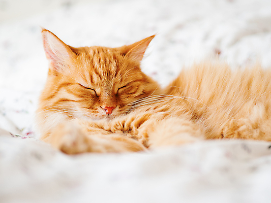 포토 JPG 해외이미지 한마리 휴식 실내 사람없음 반려동물 햇빛 고양이 이불 침대 낮잠 시트 반려묘 해외포토 동물 1 가구 컨셉 포유류 침구 내부 태양 잠 파일형식 이미지허브