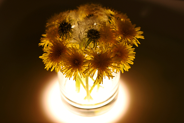 포토 JPG 해외이미지 식물 꽃잎 꽃 줄기 자연 씨앗 사람없음 민들레 그리너리 해외포토 생태계 파일형식 트랜드컬러 이미지허브