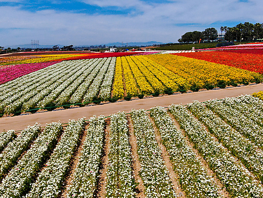 포토 JPG 해외이미지 식물 계절 꽃잎 꽃 분홍색 백그라운드 꽃무늬 밭 농업 오렌지 비즈니스 자연 노동자 풍경 사람없음 빨간색 초록색 여름 컬러풀 농장 노란색 여행객 정원 미국 봄 벚꽃 시골 언덕 캘리포니아 양귀비 조감도 해외포토 직업 산업 컬러 북아메리카 무늬 과일 사람 생태계 파일형식 이미지허브