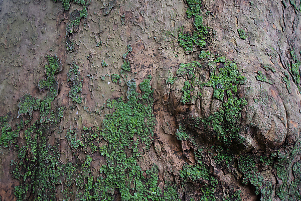 포토 JPG 해외이미지 디자인 잎 패턴 오렌지 자연 표면 추상 영국 세포 이끼 사람없음 아웃포커스 가로 초록색 파란색 빛 컬러풀 햇빛 버섯 고요 회색 성장 거친 그룹 해조류 닫기 땅 묘사 질감 나무껍질 잡동사니 리빙 곰팡이 옛날 해외포토 나무 식물 유럽 컬러 무늬 과일 모션 촬영기법 태양 껍질 해양식물 생태계 파일형식 이미지허브