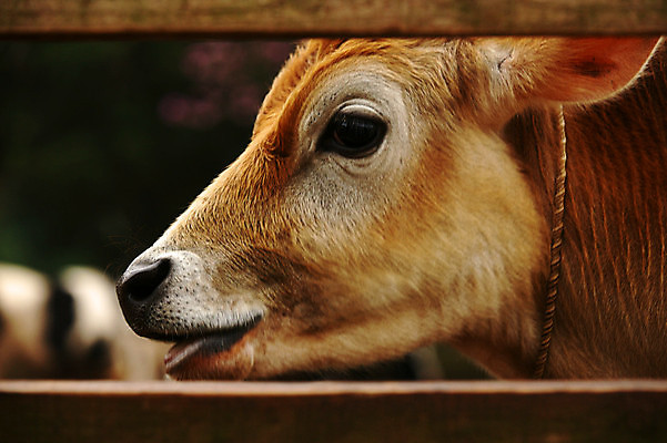 포토 JPG 해외이미지 동물 얼굴 음식 백그라운드 농업 자연 치즈 건강 육류 사람없음 울타리 금발 농장 갈색 농사 가축 소고기 우유 시골 입 소 방목 혀 유기농 황소 코 내추럴 단백질 밭일 혼자 해외포토 헤어스타일 웰빙 산업 컬러 식재료 포유류 유제품 신체부위 담장 축산업 생태계 영양소 파일형식 이미지허브