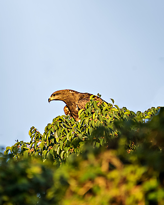 포토 JPG 해외이미지 나무 동물 응시 아시아 야생동물 날개 자연 조류 앉기 사람없음 초록색 여름 갈색 검은색 나뭇가지 균열 먹이 심볼 연 꼬리 부리 육식동물 서식지 계산서 직진 힘찬 해외포토 식물 시선 계절 나라 컬러 컨셉 모션 놀이용품 생태계 파일형식 이미지허브