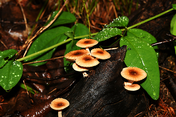 포토 JPG 해외이미지 식물 꽃잎 꽃 줄기 자연 사람없음 그리너리 해외포토 생태계 파일형식 트랜드컬러 이미지허브