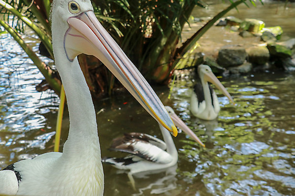 포토 JPG 해외이미지 동물 1 응시 공원 호수 야생동물 음식 바다 섬 여행 날개 자연 조류 낚시 동물원 어류 사람없음 야외 가로 물 여름 머리 흰색 오세아니아 닫기 호주 작음 먹기 펠리컨 부리 벨리즈 수유 웅장함 전국 절정 해외포토 자연요소 시선 계절 공공시설 나라 컬러 모션 레저 신체부위 수중동물 중앙아메리카 크기 생태계 파일형식 이미지허브