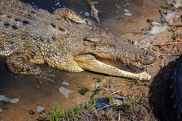 포토 JPG 해외이미지 동물 야생동물 백그라운드 파충류 웃음 사람없음 빨간색 물 우주 흰색 호주 치아 위험 공격 피부 육식동물 악어 사냥꾼 소금물 해외포토 자연요소 직업 컬러 컨셉 모션 표정 신체부위 소화기관 오세아니아 파일형식 이미지허브