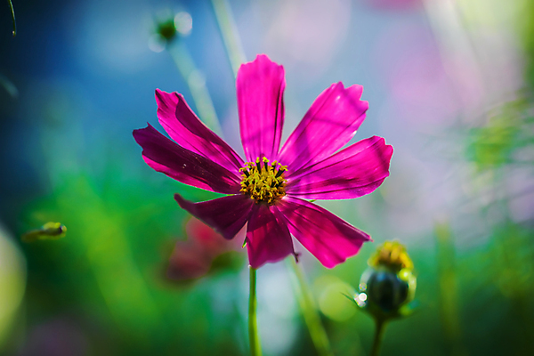 포토 JPG 해외이미지 식물 꽃잎 꽃 분홍색 백그라운드 자연 사람없음 초록색 여름 정원 보라색 벚꽃 신선 개화 코스모스 보케 해외포토 계절 컬러 생태계 파일형식 이미지허브