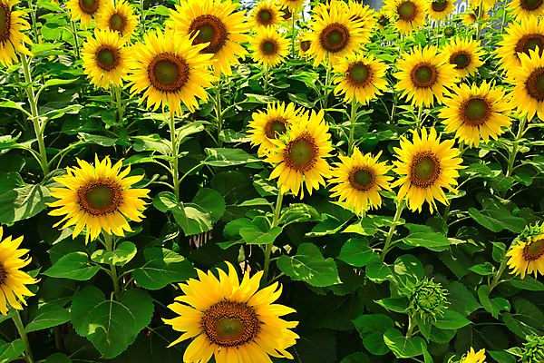 포토 JPG 해외이미지 식물 꽃잎 꽃 아시아 지구 여행 백그라운드 잎 꽃무늬 밭 농업 오렌지 태국 자연 하늘 휴가 휴식 해바라기 풍경 사람없음 초록색 여름 파란색 컬러풀 햇빛 태양 노란색 정원 맑음 활발 성장 벚꽃 시골 원형 개화 유기농 내추럴 밭일 해외포토 자연요소 도형 웰빙 계절 나라 산업 컬러 컨셉 무늬 과일 날씨 생태계 파일형식 이미지허브