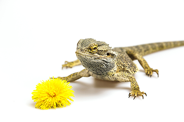 포토 JPG 해외이미지 식물 동물 꽃 야생동물 백그라운드 파충류 자연 사람없음 빛 컬러풀 노란색 식사 민들레 도마뱀 육식동물 내추럴 동물상 수유 해외포토 컬러 조형물 생태계 파일형식 이미지허브