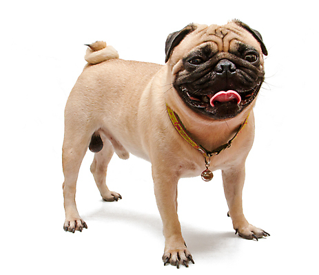 포토 JPG 해외이미지 동물 응시 포즈 미소 앉기 사람없음 초록색 반려동물 갈색 주름 개 작음 혀 사냥개 송곳니 아기사슴 해외포토 시선 새끼 컬러 포유류 모션 사슴 표정 입 치아 크기 파일형식 이미지허브