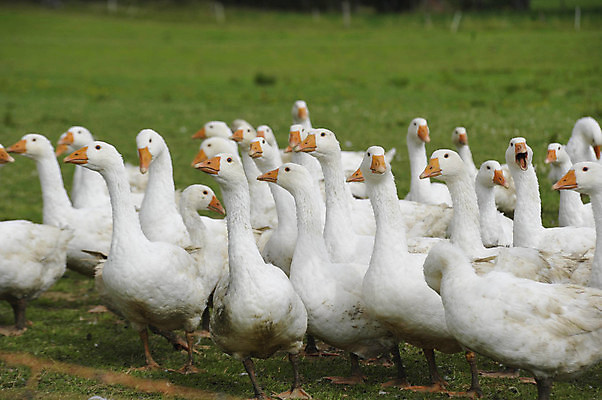 포토 JPG 해외이미지 동물 농업 조류 생물 오리 종류 사람없음 경제 농장 가축 농부 깃털 거위 밭일 해외포토 직업 산업 파일형식 이미지허브