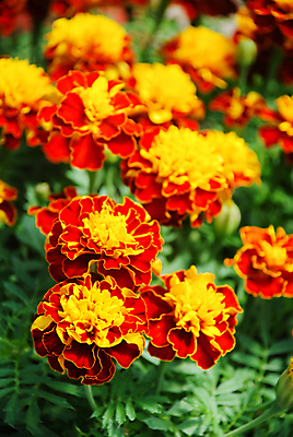 포토 JPG 해외이미지 식물 계절 꽃잎 꽃 백그라운드 잎 꽃무늬 농업 오렌지 자연 국화 사람없음 장식 빨간색 초록색 여름 컬러풀 노란색 정원 봄 젖음 벚꽃 가을 개화 맛 원예 꽃가루 프랑스어 생태학 해외포토 문자 교육 산업 컬러 컨셉 무늬 과일 취미 가루 생태계 파일형식 이미지허브