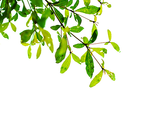 포토 JPG 해외이미지 나무 식물 디자인 지구 백그라운드 컨셉 잎 꽃무늬 패턴 자연 추상 프레임 사람없음 야외 장식 세로 초록색 여름 컬러풀 우주 환경 정원 봄 성장 흰색 나뭇가지 신선 화려 숲 자르기 흰배경 유기농 질감 내추럴 고립 카피스페이스 해외포토 웰빙 계절 꽃 컬러 무늬 모션 공백 생태계 파일형식 이미지허브