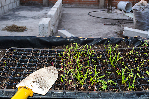 포토 JPG 해외이미지 식물 손 음식 잎 농업 채소 재료 자연 고추 노동자 씨앗 취미 사람없음 초록색 정원 흙 봄 성장 공구 시골 업무 냄비 상추 삽 뿌리기 시작 유기농 원예 갈퀴 땅바닥 묘목 옛날 카피스페이스 해외포토 나무 직업 웰빙 계절 산업 컬러 모션 바닥 신체부위 공백 도구 작업 솥 생태계 파일형식 이미지허브