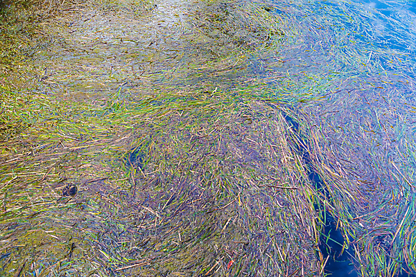 포토 JPG 해외이미지 식물 호수 바다 꽃무늬 추상 안테나 사람없음 야외 초록색 물 파란색 컬러풀 햇빛 반사 활발 회색 흰색 저수지 개울 해조류 호주 댐 수로 강렬 해외포토 자연요소 공공시설 꽃 컬러 컨셉 무늬 통신 강 태양 해양식물 오세아니아 파일형식 이미지허브