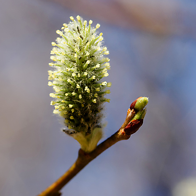 포토 JPG 해외이미지 나무 식물 계절 꽃 자연 하늘 부활절 사람없음 파란색 노란색 봄 벚꽃 흰색 나뭇가지 버드나무 솜털 해외포토 기념일 컬러 생태계 파일형식 이미지허브