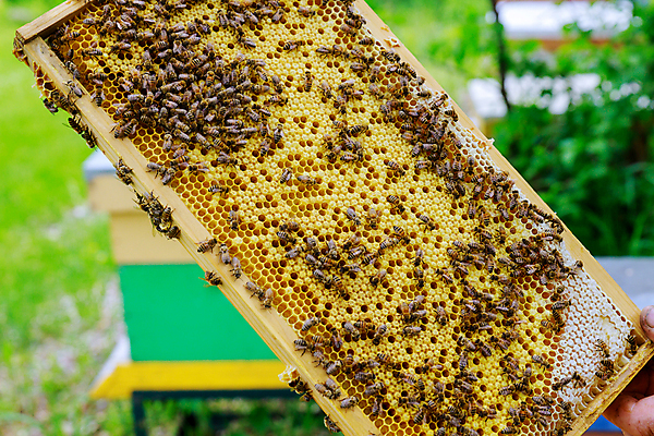 포토 JPG 해외이미지 음식 곤충 농업 자연 노동자 프레임 건강 사람없음 야외 목재 농장 노란색 정원 맑음 봄 시골 업무 달콤 꿀벌 수분 유기농 꽃가루 꿀 여왕 벌집 내추럴 돌봄 밀랍 식민지 양봉 양봉장 흡연자 해외포토 나무 동물 직업 웰빙 계절 산업 컬러 재료 모션 날씨 흡연 작업 맛 벌_곤충 가루 생태계 파일형식 이미지허브