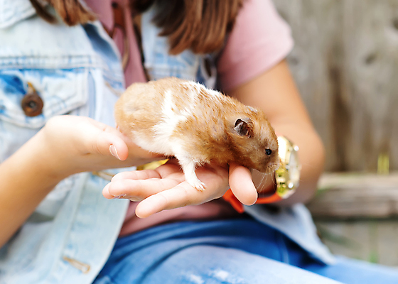 포토 JPG 해외이미지 동물 1 손 행복 어린이 포유류 주택 털 사람 앉기 사람없음 빨간색 반려동물 갈색 정원 흰색 아기 잡기 쥐 설치류 작음 솜털 해외포토 감정 컬러 모션 건물 신체부위 크기 파일형식 이미지허브