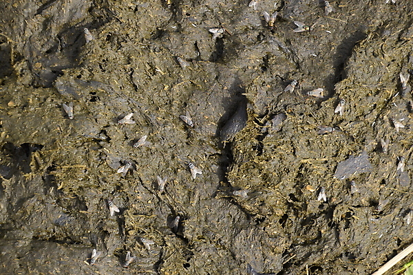 포토 JPG 해외이미지 동물 백그라운드 이동 밭 농업 신체 자연 건조 사람없음 농장 갈색 케이크 환경 시골 신선 소 지저분함 유기농 냄새 먼지 장면 연료 문제 흙더미 낭비 내추럴 거름 땅바닥 밭일 해외포토 웰빙 산업 컬러 컨셉 포유류 디저트 바닥 흙 감각 생태계 파일형식 더미 이미지허브