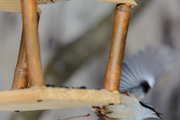 포토 JPG 해외이미지 동물 계절 공원 야생동물 음식 백그라운드 겨울 날개 자연 조류 날씨 씨앗 사람없음 야외 환경 정원 냉동 추위 숲 작음 먹이 낟알 깃털 생물학 꼬리 서리 부리 내추럴 동물상 수수 수유 눈내림 해외포토 식물 공공시설 교육 눈_날씨 조형물 크기 생태계 파일형식 이미지허브