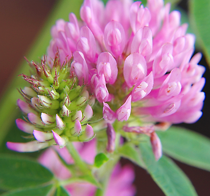 포토 JPG 해외이미지 식물 꽃잎 꽃 잎 꽃무늬 자연 사람없음 빨간색 초록색 환경 벚꽃 닫기 클로버 허브 심볼 해외포토 컬러 무늬 모션 생태계 파일형식 이미지허브