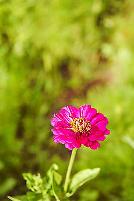 포토 JPG 해외이미지 식물 선 컨셉 잎 패턴 자연 추상 요리 사람없음 장식 초록색 물 우주 줄무늬 젖음 물방울 신선 시간 맛 떨어짐 냄비 이슬 묘사 질감 서식 심플 시트 바질 뒤뜰 베르데 온실 해외포토 자연요소 컬러 무늬 솥 생태계 파일형식 이미지허브