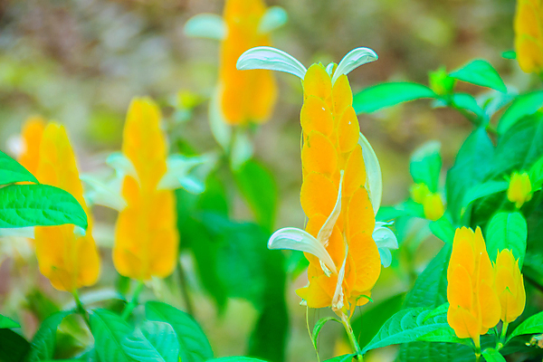 포토 JPG 해외이미지 나무 식물 공원 꽃잎 꽃 꽃다발 백그라운드 잎 패턴 자연 새우 막대사탕 사랑 사람없음 장식 초록색 컬러풀 노란색 정원 봄 활발 벚꽃 개화 황금 우아함 다발 허브 관목 원예 상록수 천국 이국적 해외포토 계절 공공시설 감정 컬러 컨셉 무늬 사탕 갑각류 취미 생태계 파일형식 이미지허브