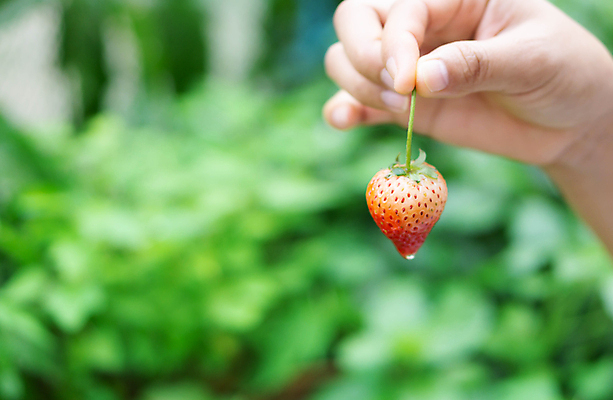 포토 JPG 해외이미지 손 열매 음식 백그라운드 잎 농업 다이어트 과일 손가락 자연 딸기 디저트 건강 사람없음 빨간색 초록색 여름 정원 신선 잡기 달콤 맛 아침식사 유기농 날것 내추럴 숙성 채식주의자 해외포토 식물 웰빙 계절 산업 컬러 컨셉 모션 신체부위 식사 생태계 채식 파일형식 이미지허브