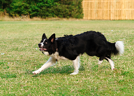 포토 JPG 해외이미지 동물 응시 행복 포유류 관계 모션 자연 안내 사랑 서기 성인 사람없음 야외 반려동물 갈색 노란색 걷기 검은색 우정 성장 흰색 개 강아지 작음 타운 몸단장 송곳니 기르기 동반자 유래 특별함 해외포토 시선 감정 컬러 컨셉 사람 친구 도시 치아 크기 생태계 돌봄 파일형식 이미지허브