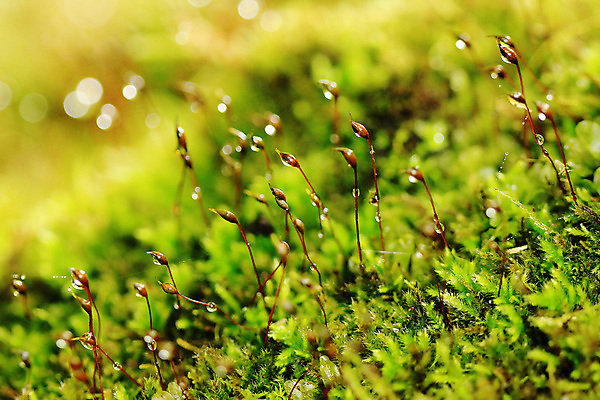 포토 JPG 해외이미지 식물 꽃 잎 겨울 밭 자연 아침 추상 이끼 잔디 사람없음 야외 아웃포커스 세로 초록색 물 컬러풀 봄 젖음 성장 신선 떨어짐 정상 숲 이슬 수분 순수 내추럴 땅바닥 해외포토 주간 자연요소 계절 컬러 컨셉 무늬 농업 바닥 촬영기법 생태계 파일형식 이미지허브