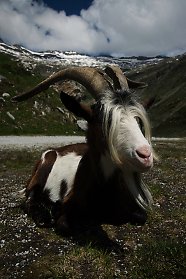 포토 JPG 해외이미지 식물 동물 건축양식 포유류 자연 염소 산 사람없음 농장 계곡 힘 발전소 저수지 소 오스트리아 민들레 댐 아치 알프스 몰타섬 밭일 수력발전 해외포토 공공시설 건축 꽃 유럽 섬 농업 에너지 발전 생태계 몰타 수력에너지 파일형식 이미지허브