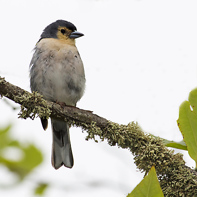 포토 JPG 해외이미지 동물 섬 백그라운드 자연 조류 산 사람없음 야외 와인 흰색 나뭇가지 포르투갈 깃털 부리 대서양 해외포토 나무 유럽 바다 컬러 주류 생태계 파일형식 이미지허브