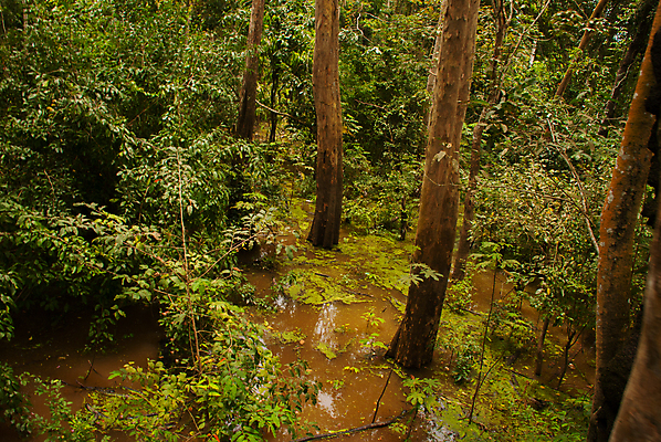 포토 JPG 해외이미지 나무 식물 꽃 야생동물 여행 백그라운드 자연 하늘 풍경 사람없음 야외 초록색 물 강 환경 미국 고요 자유 황무지 보호 숲 강가 오솔길 열대우림 인도인 생태계 브라질 남쪽 내추럴 고립 생태학 아마존 수평선 그리너리 해외포토 자연요소 외국인 동물 교육 길 컬러 컨셉 북아메리카 동양인 남아메리카 방향 파일형식 트랜드컬러 이미지허브