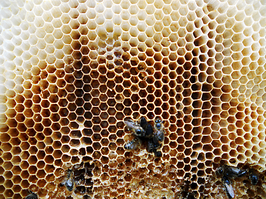 포토 JPG 해외이미지 동물 음식 곤충 백그라운드 패턴 오렌지 자연 세포 건강 사람없음 야외 약 농장 노란색 시골 신선 머리빗 황금 달콤 맛 꿀벌 배열 묘사 질감 꽃가루 육각형 꿀 벌집 내추럴 고립 밀랍 양봉 양봉장 왁스 폴리곤 해외포토 도형 컬러 컨셉 무늬 농업 과일 의학 미용용품 벌_곤충 가루 생태계 파일형식 이미지허브